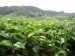 čajové plantáže